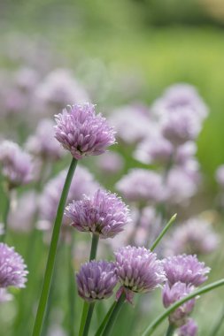 Yeşillik ve mor noktaların arka planına karşı süslemeli soğanlardan oluşan mavi-menekşe çiçekler