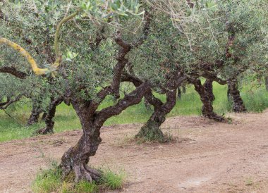 Olive Grove Yunanistan. Zakynthos