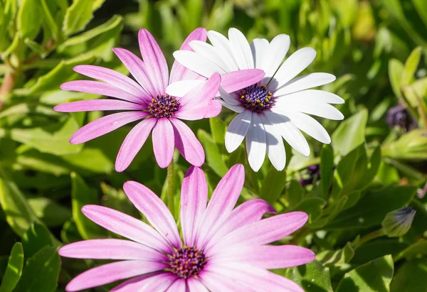 Drei Blumen, Sommerblumenbeet, sonniger Tag — Stockfoto