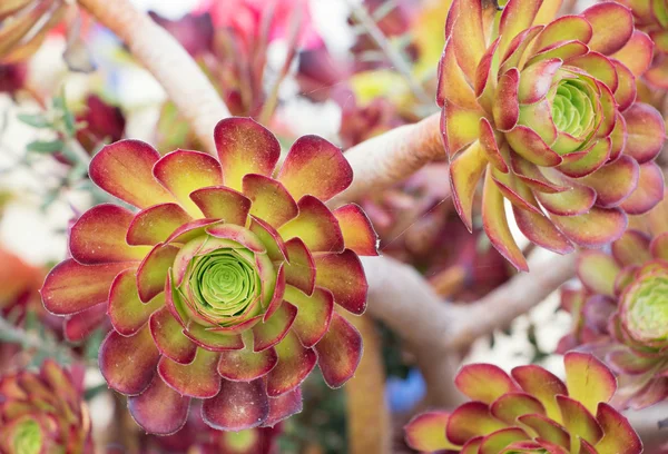 Conjunto de plantas suculentas del desierto — Foto de Stock