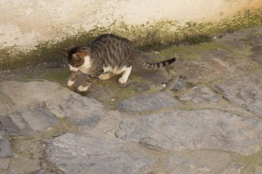 Sokak kedisi yemeğiyle oynuyor.