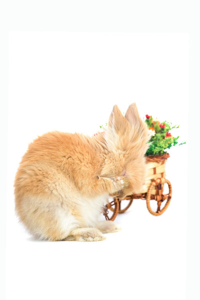 Shy cute little bunny rabbit isolated on a white background