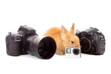 Paskalya tavşanı için aygıtları ile beyaz arka plan üzerinde sunar