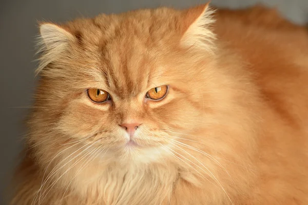 Zencefil kedi tutum ile — Stok fotoğraf