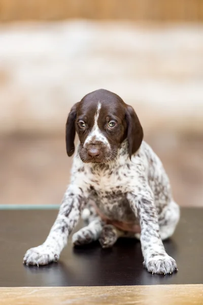 Mooie pup Duitse korte haired aanwijzer — Stockfoto