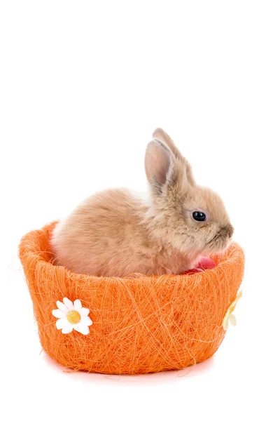 Lindo conejito pequeño conejo aislado sobre un fondo blanco — Foto de Stock