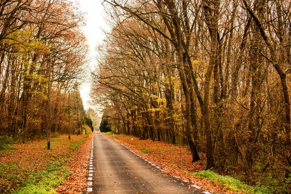 Hermoso carril de otoño en el bosque — Foto de Stock