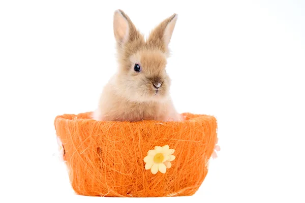 Lindo conejito sentado en una cesta de Pascua aislado en un blanco — Foto de Stock