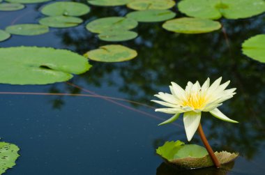güzel lotus gölet