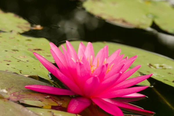 Hermoso loto en estanque — Foto de Stock