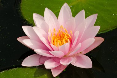 Beyaz güzel nilüfer çiçeği