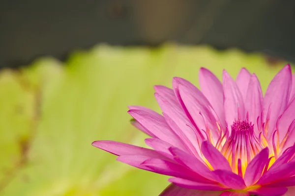 White Beautiful Lotus Bloom — Stock Photo, Image