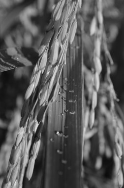 tayland yakın çekim pirinç tarlası
