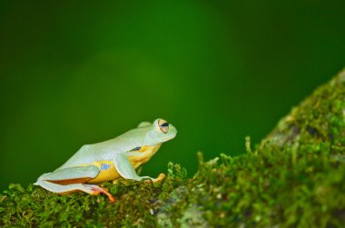 moss üzerinde sarı kurbağa