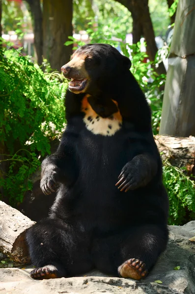 Malayun güneş ayısı kayada oturuyor.