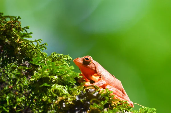 Amarela Musgo — Fotografia de Stock