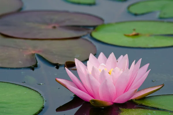 Loto Rosa Hermoso Flor — Foto de Stock