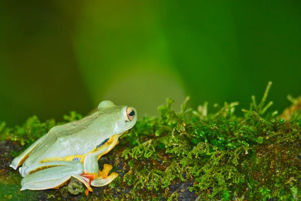在苔藓上黄色青蛙 — 图库照片