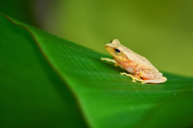Yapraktaki sarı kurbağa