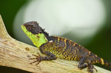 Ağaçta oturan yeşil dikenli kertenkele.
