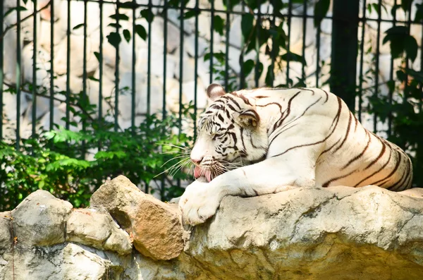 Tigre Branco Sentado Rocha Zoológico — Fotografia de Stock