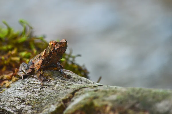 Brown Frog Moss — Stock Photo, Image