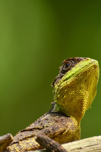 Lagarto Espinhoso Verde Sentado Árvore — Fotografia de Stock