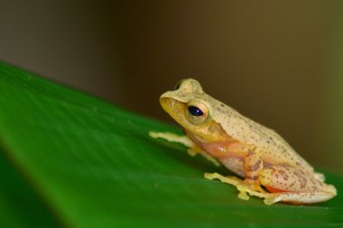 Yapraktaki sarı kurbağa
