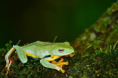 moss üzerinde sarı kurbağa