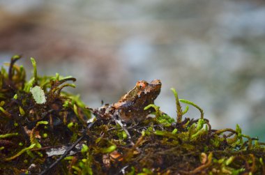 yosun üzerinde kahverengi kurbağa