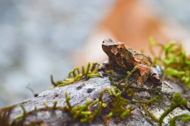 yosun üzerinde kahverengi kurbağa