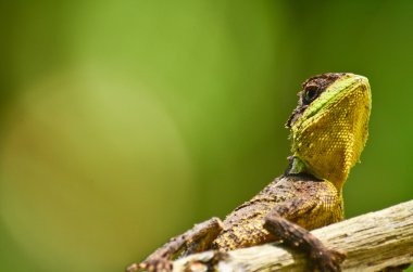 Ağaçta oturan yeşil dikenli kertenkele.