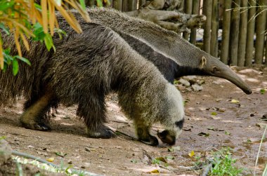 Dev karıncayiyen hayvanat bahçesinde yaşıyor.