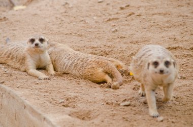 Mirketler hayvanat bahçesinde yaşar.