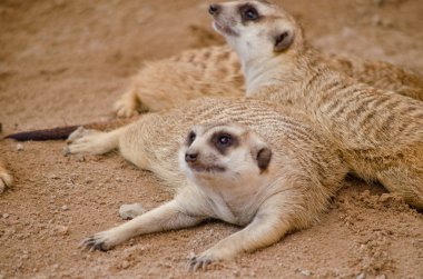 Mirketler hayvanat bahçesinde yaşar.
