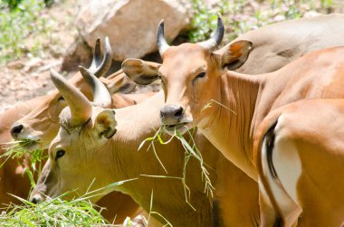 bant eatting som e çimen