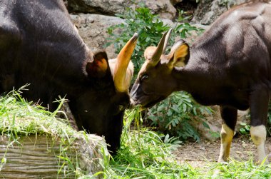 Hayvanat bahçesinde ot yiyorum.