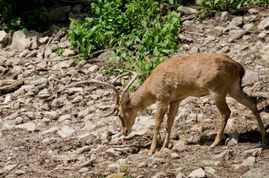 Kaşlı geyik hayvanat bahçesinde yaşar.
