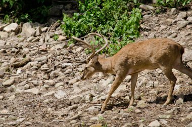 Kaşlı geyik hayvanat bahçesinde yaşar.