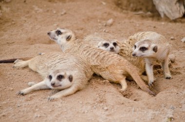 Mirketler hayvanat bahçesinde yaşar.