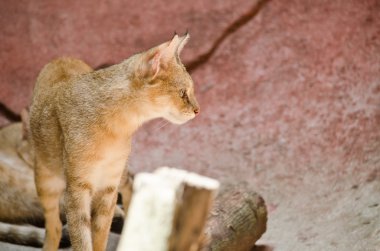 vahşi kedi hayvanat bahçesinde yaşıyor.