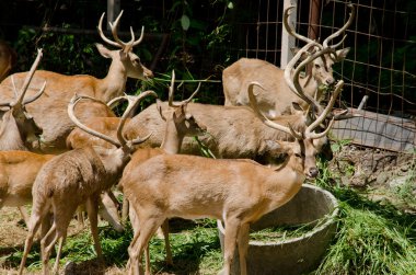 Kaşlı geyik hayvanat bahçesinde yaşar.