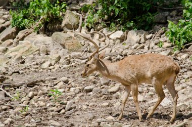 Kaşlı geyik hayvanat bahçesinde yaşar.