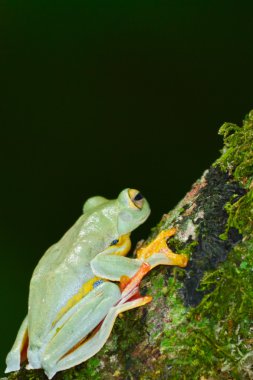 moss üzerinde sarı kurbağa