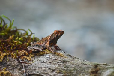 yosun üzerinde kahverengi kurbağa