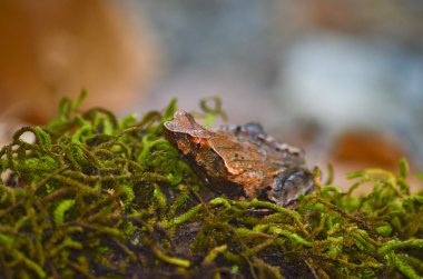 yosun üzerinde kahverengi kurbağa
