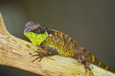 Ağaçta oturan yeşil dikenli kertenkele.