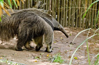 Dev karıncayiyen hayvanat bahçesinde yaşıyor.