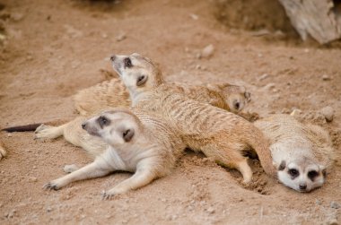 Mirketler hayvanat bahçesinde yaşar.