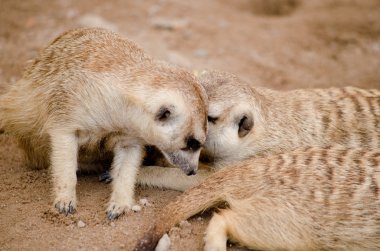 Mirketler hayvanat bahçesinde yaşar.